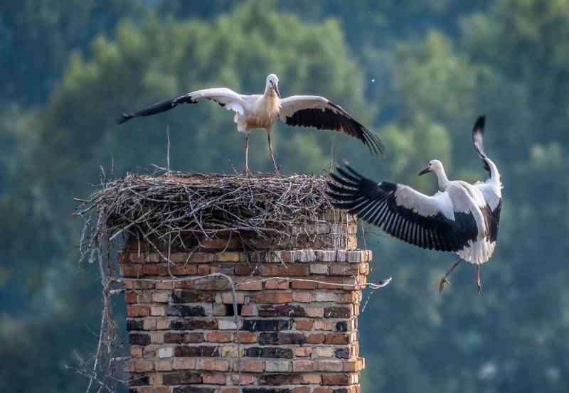 Expert Chimney Animal Removal in Hurst, TX Professional Chimney Animal Removal Services in Hurst, Texas